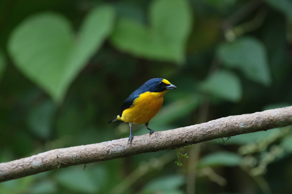 Yellow-thorated Euphonia